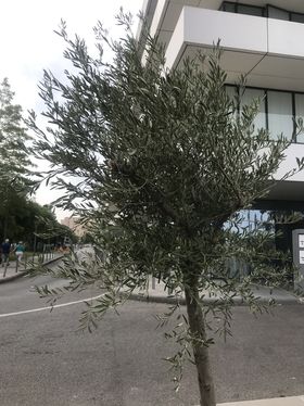 Un arbre de vie pour célébrer nos soignants Un arbre de vie pour célébrer nos soignants